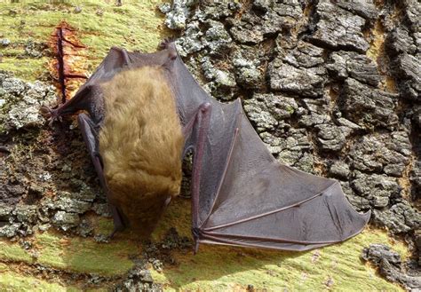 African Yellow Bat Bats Of Ivory Coast · Inaturalist