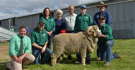 Conrayn Merinos Record Their Best Sale Ever At 6500 Tops The Land NSW