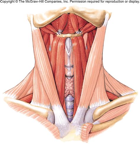 Neck Muscles Anterior Superficial Diagram Quizlet