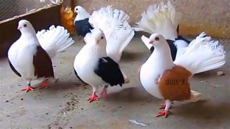 Amazing Pigeon Farm Fancy Pigeon Breed Fancy Kabootar Pigeon