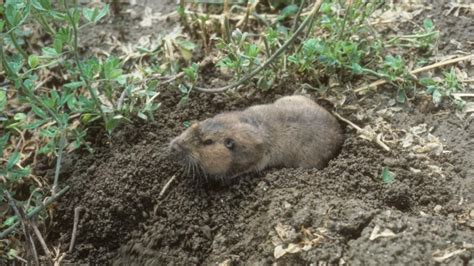 New Guide Helps Organic Growers Manage Burrowing Rodents College Of