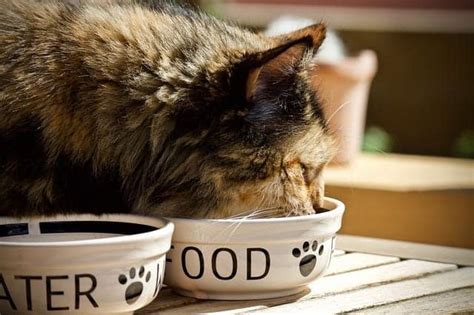 Your Cat Is An Obligate Carnivore Heres Why They Want You To Remember