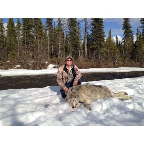 Alaska Wolf And Predator Hunt