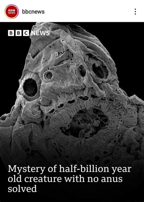 Bbcnews News Mystery Of Half Billion Year Old Creature With No Anus