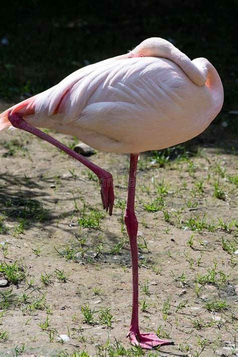 Ostrich Flamingo Stock Photo Image Of Ostrich Desert 51248774