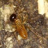 Photos of Morgan Termite