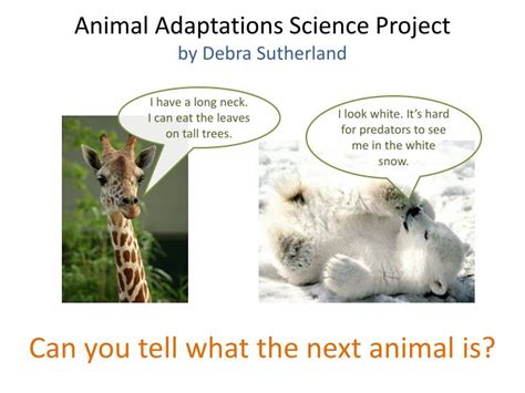 Ppt Animal Adaptations Science Project By Debra Sutherland Powerpoint