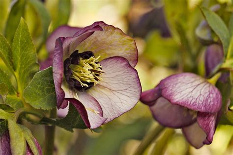 Hellebores Hellebores Blooming At The Botanic Garden Mike Stoy Flickr