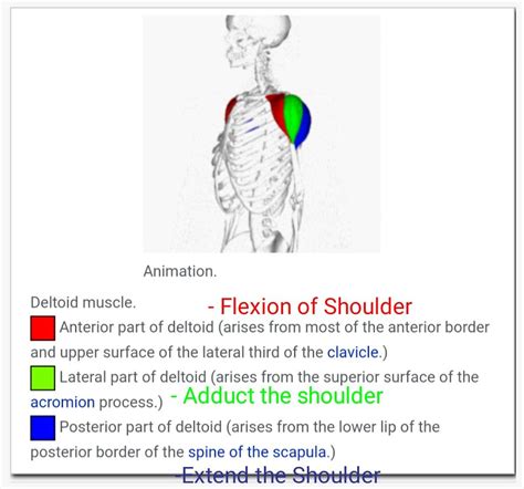 Parts Of Deltoid Muscle And Their Action Correction Abducts The
