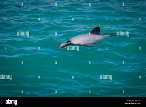 A Look At Life In New Zealand Hectors Dolphins The Smallest Dolphin