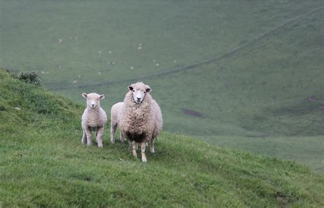 Author:ゆうさん＠羊の国 こまめっち画伯作ゆうさん 羊の国はニュージーランドの 南島で小さなファームやってます。 ご訪問ありがとうございます！ エンジェル・クロエ 2001年7月2日生まれ 2015年5月8日エンジェル・クロエに 今も、そしていつまでも、 ニュージーランドにいる羊は人口よりも多い!？ - ENGLISH TIME
