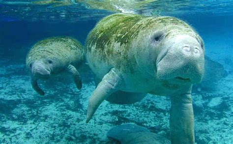 They may rest submerged at the bottom or just below the surface of the water, coming up to breathe on an average of every three to five minutes. Sin riesgos los manatíes campechanos - Campeche HOY