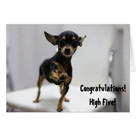 Congratulations High Five Dog Cute Chihuahua Funny