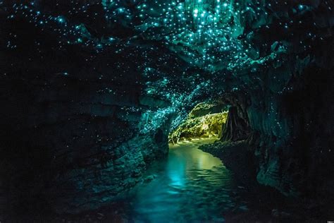 Glow Worm Cave In Waitomo New Zealand Picture