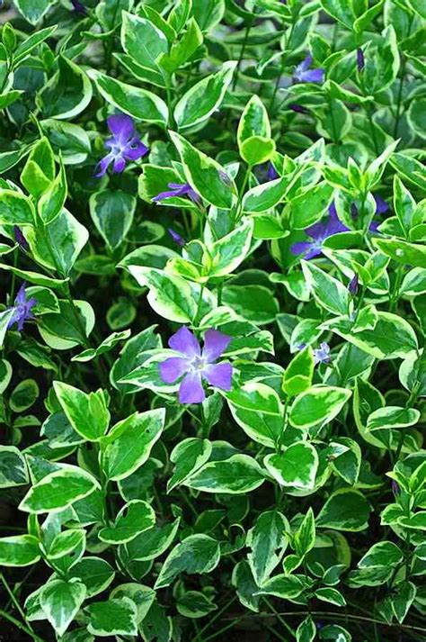 Evergreen Ground Cover Shade Easy To Remove Autumn Leaves Did You