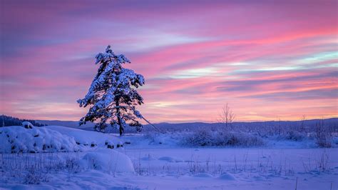 壁纸 瑞典，孤独的树，雪，冬季 5120x2880 Uhd 5k 高清壁纸 图片 照片