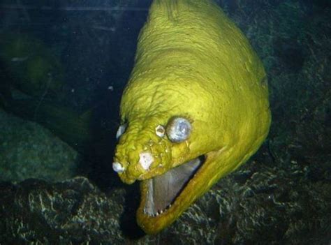 Moray Eel Being Cute And Photogenic Rthedepthsbelow