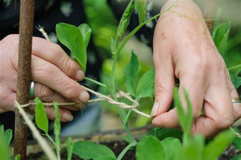 How To Grow Sweet Peas Bbc Gardeners World Magazine