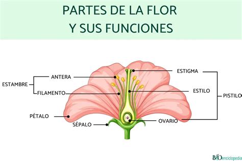 Partes De La Flor Y Sus Funciones Teleflor