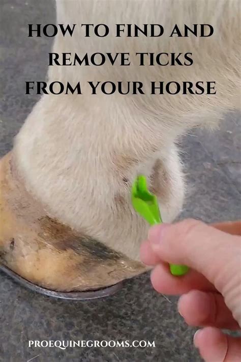How To Find And Remove Ticks From Your Horse Horse Grooming Tick