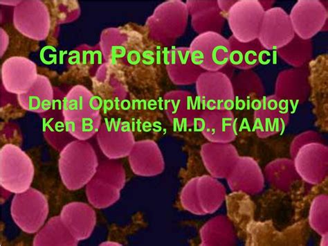 Ppt Gram Positive Cocci Powerpoint Presentation Free Download Id