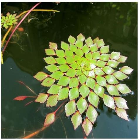 Mosaic Or Ludwigia Sedioides Floating Plant Arizona Aquatic Gardens
