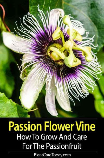 Passion Flower Vine Growing The Passiflora Plant Care Guide Artofit
