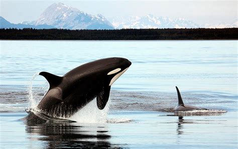 Three Amazing Orca Hunting Strategies Science Sonar