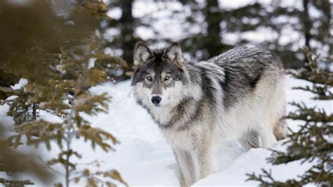 The War On Wolves In Canadas Pacific Northwest Vice