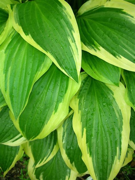 The Many Colors Of Hosta