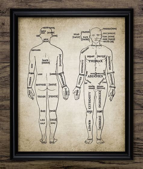 Human Anatomy Print Human Anatomy Chart Vintage Human