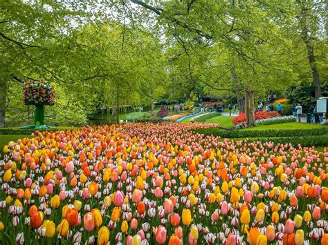 Keukenhof Tulip Garden 2020 The Perfect Amsterdam Day Trip Daily