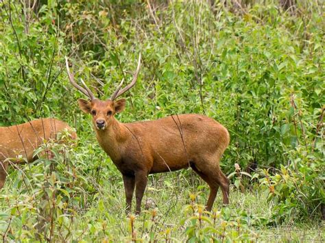 Hog Deer Hunting 60 Species Available For Hunt In Texas