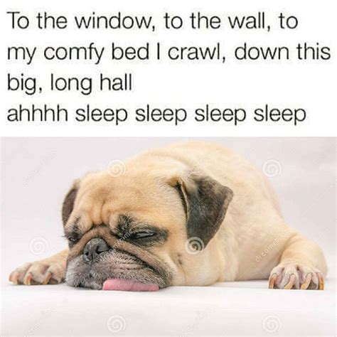 Funny Animal Pictures And Memes Funnyfoto Page 48