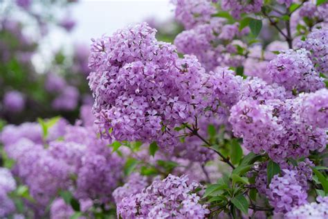 Lilac Varieties To Plant For The Most Fragrant Garden Simplemost