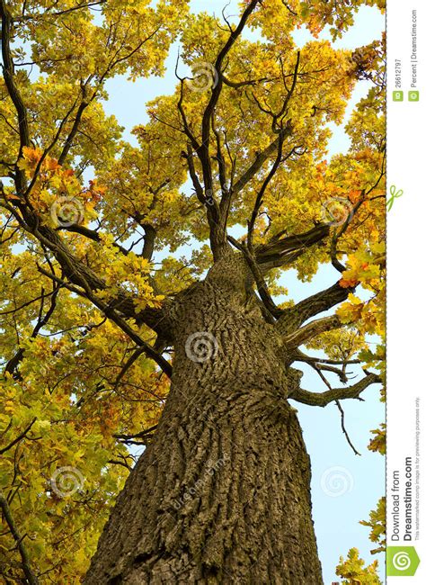 See full list on theforestacademy.com Arbre de chêne en automne image stock. Image du automne - 26612797
