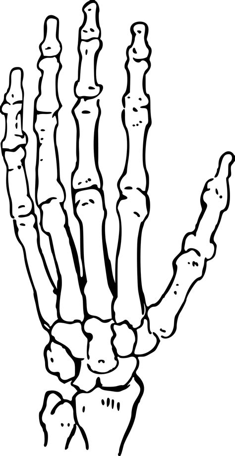 Esqueleto Humano Esqueleto De La Mano Imagen Png Imag