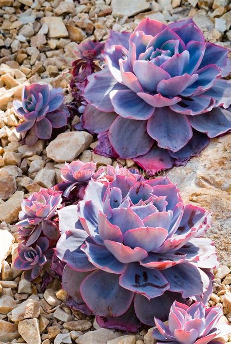 Echeveria Afterglow Succulent Plant Fleshy Leaves Purple And Pink