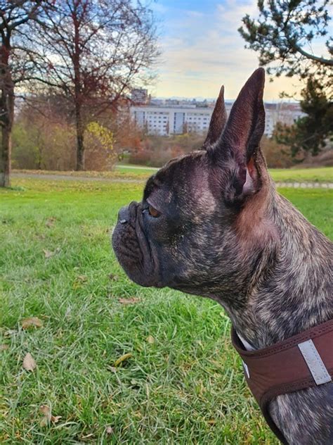 Dermatitis In French Bulldogs Everything You Need To Know French