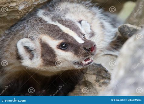 Angry Badger Stock Image Image Of Watchful Weasel Conservation