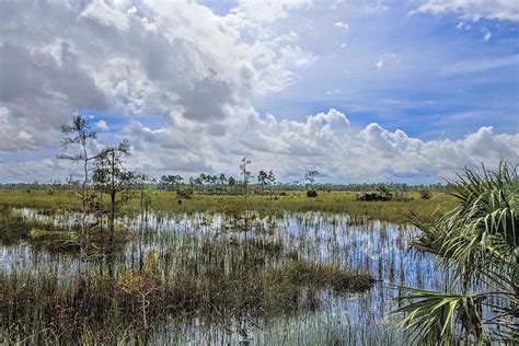 Florida Everglades 0173 Photograph By Rudy Umans Fine Art America