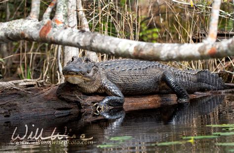 Okefenokee Alligators Tolerant Not Tame William Wise Photography