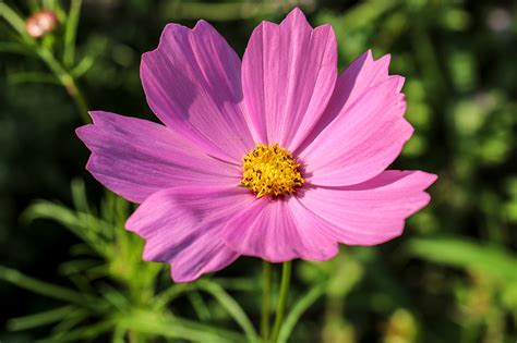 Summer Garden Cosmos