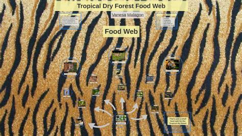 Tropical Dry Forest Food Web By Vanesa Malagon