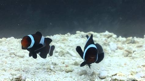 Extreme Misbar Black Ocellaris Clownfish Pair Youtube