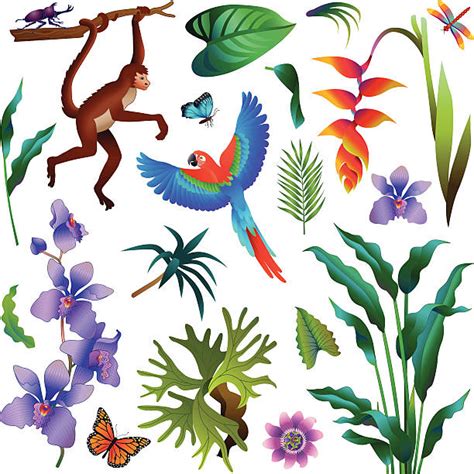 Amazon Jungle Clip Art Vector Images And Illustrations Istock