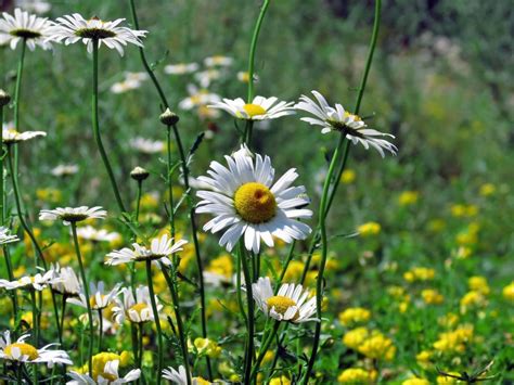 Free Stock Photo Of Field Of Wild Daisies Download Free Images And