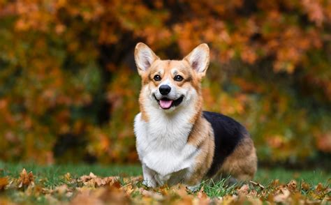 Everything You Need To Know About Corgis Dog Upload
