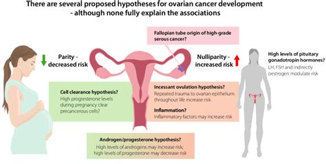 Proposed Hypotheses For Ovarian Cancer Development Download