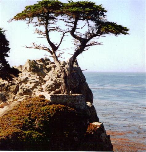 Famous Cypress Tree California Tree Clipart Free